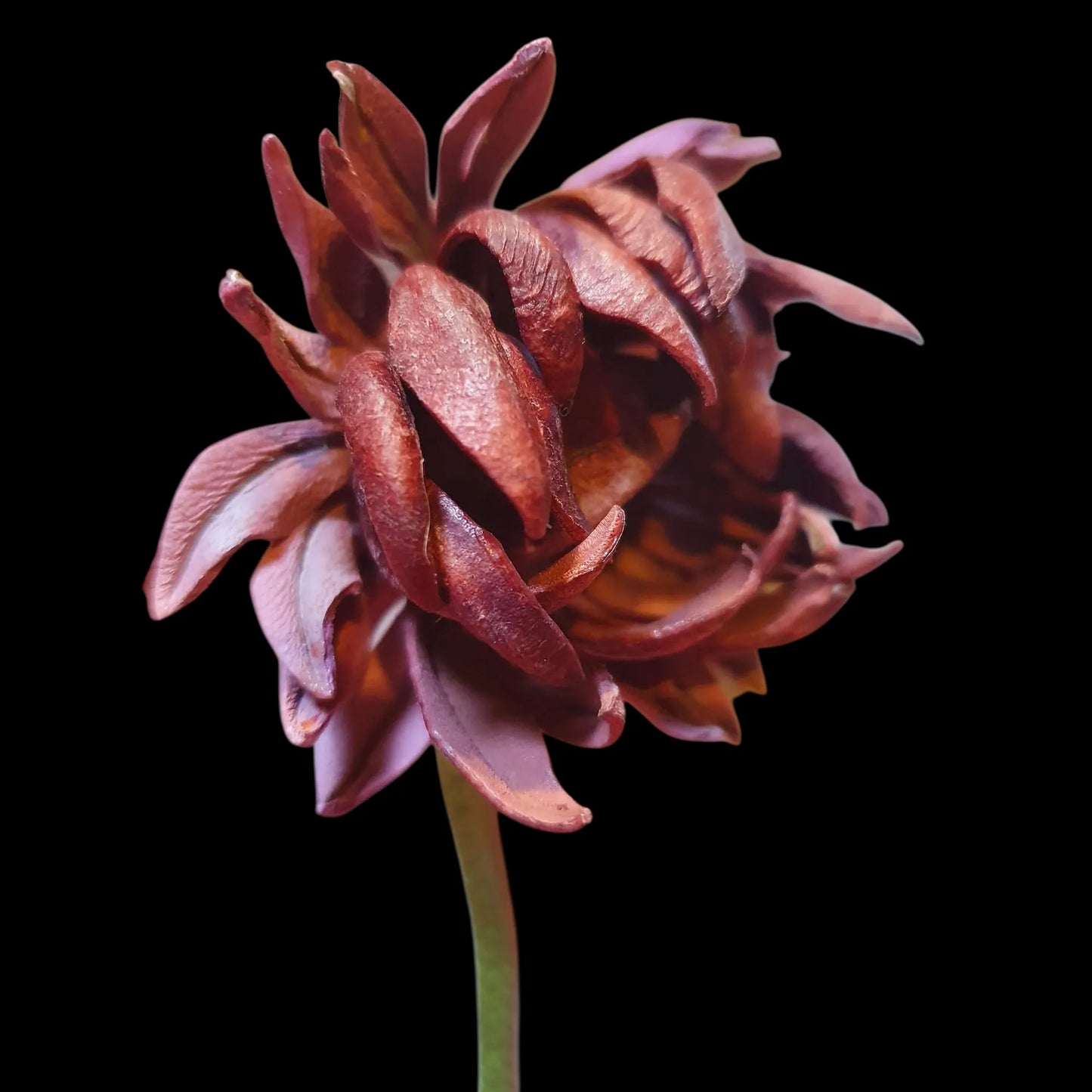 Handmade sculpted leather flower - AG Design, Arad, Romania